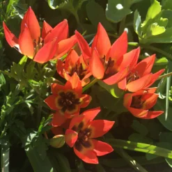 Tulip 'Little Princess' 27 Tulip 'Little Princess' -Cheap Ethereal Yard Store tulip little princess 01 scaled