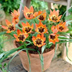 Tulip 'Little Princess' 20 Tulip 'Little Princess' -Cheap Ethereal Yard Store tulip little princess 1 6baeda67 98a7 432c acc9 5d627d6b960a