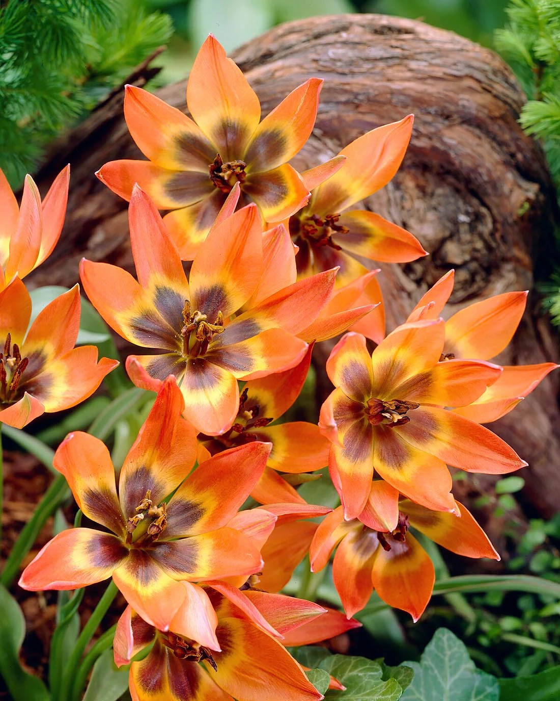 Tulip 'Little Princess' 2 Tulip 'Little Princess' - Image 2