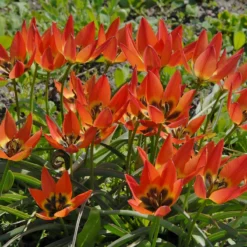 Tulip 'Little Princess' 23 Tulip 'Little Princess' -Cheap Ethereal Yard Store tulip little princess 3