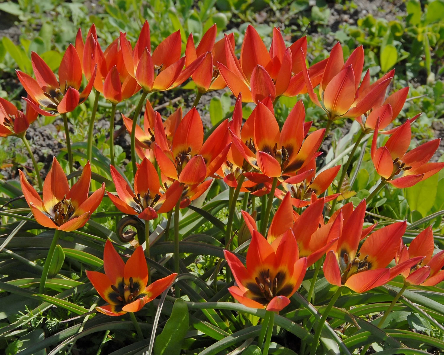 Tulip 'Little Princess' 8 Tulip 'Little Princess' - Image 8