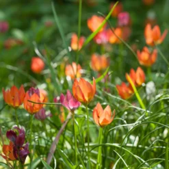 Tulip 'Little Princess' 28 Tulip 'Little Princess' -Cheap Ethereal Yard Store tulip little princess 4 97572ecd 11bc 4548 ad1a 5e97173e150e