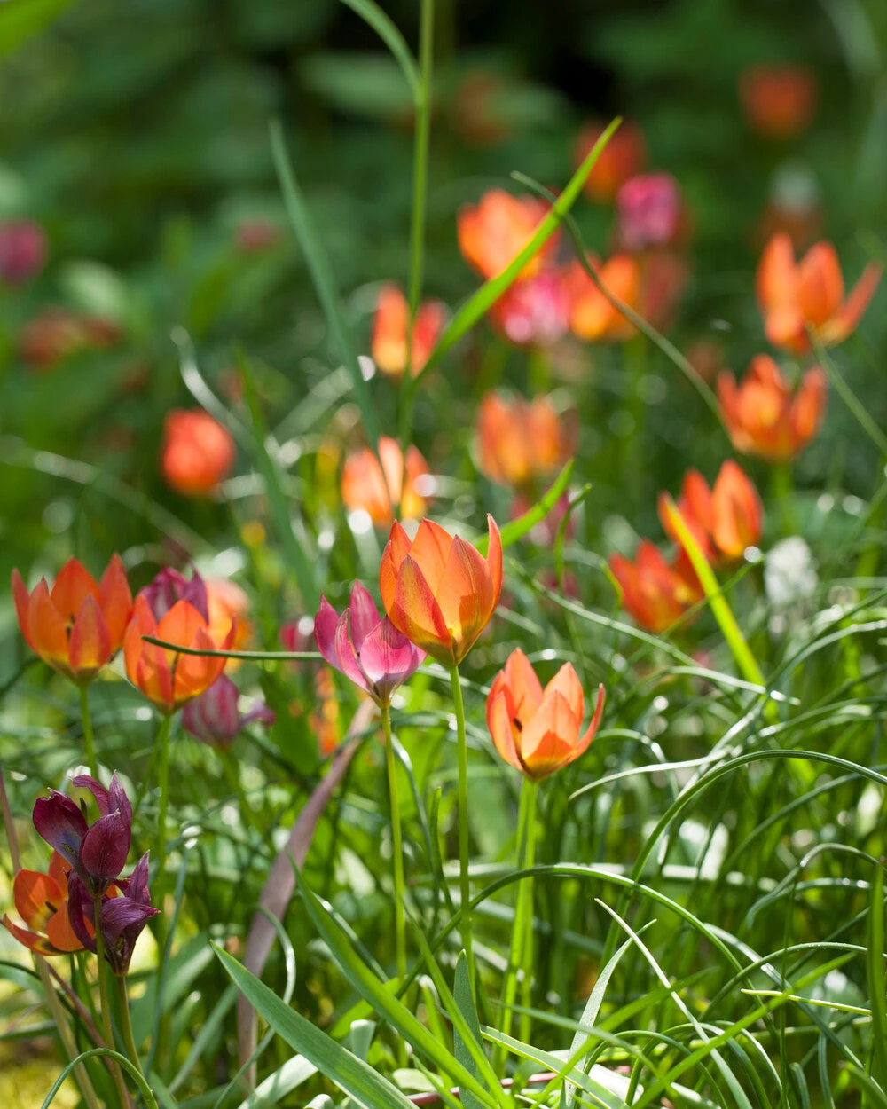 Tulip 'Little Princess' 13 Tulip 'Little Princess' - Image 13
