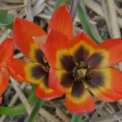 Tulip 'Little Princess' 24 Tulip 'Little Princess' -Cheap Ethereal Yard Store tulip little princess 5