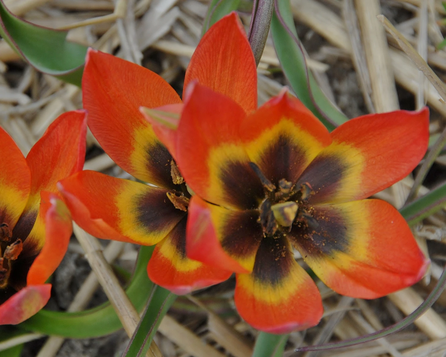 Tulip 'Little Princess' 9 Tulip 'Little Princess' - Image 9