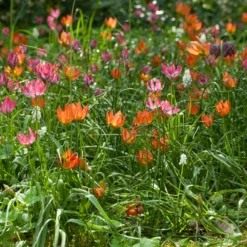 Tulip 'Little Princess' 22 Tulip 'Little Princess' -Cheap Ethereal Yard Store tulip little princess 5 31df52f3 2dec 4a1f 8180 e778335e2cc4