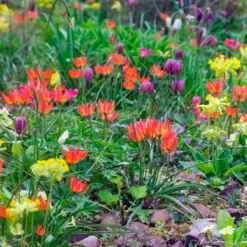 Tulip 'Little Princess' 18 Tulip 'Little Princess' -Cheap Ethereal Yard Store tulip little princess 9 scaled