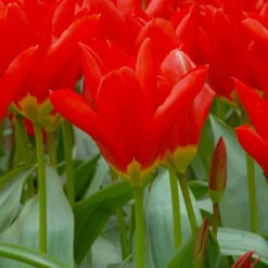 Tulip 'Red Emperor'