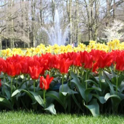 Tulip 'Red Emperor' -Cheap Ethereal Yard Store tulip madame lefeber 12