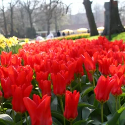 Tulip 'Red Emperor' -Cheap Ethereal Yard Store tulip madame lefeber 14