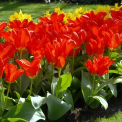 Tulip 'Red Emperor' -Cheap Ethereal Yard Store tulip madame lefeber 5