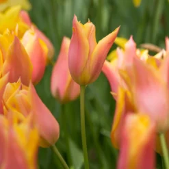 Tulip 'Marianne' -Cheap Ethereal Yard Store tulip marianne 3 scaled