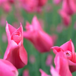 Tulip 'Mariette' -Cheap Ethereal Yard Store tulip mariette 13 scaled