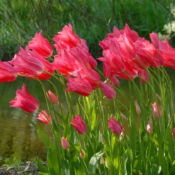 Tulip 'Mariette' -Cheap Ethereal Yard Store tulip mariette 3 scaled