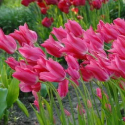 Tulip 'Mariette' -Cheap Ethereal Yard Store tulip mariette 5 scaled