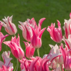 Tulip 'Mariette' -Cheap Ethereal Yard Store tulip mariette 7 scaled