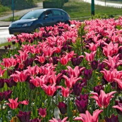 Tulip 'Mariette' -Cheap Ethereal Yard Store tulip mariette 9