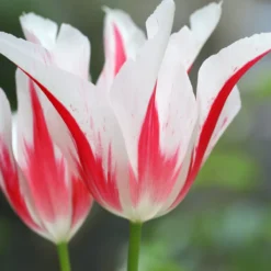 Tulip 'Marilyn' 15 Tulip 'Marilyn' -Cheap Ethereal Yard Store tulip marilyn 10 scaled