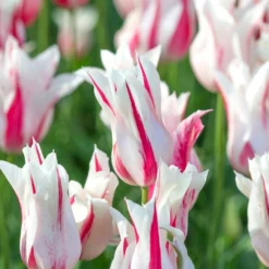 Tulip 'Marilyn' 12 Tulip 'Marilyn' -Cheap Ethereal Yard Store tulip marilyn 2 scaled