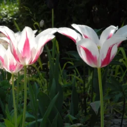 Tulip 'Marilyn' 13 Tulip 'Marilyn' -Cheap Ethereal Yard Store tulip marilyn 3