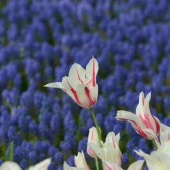 Tulip 'Marilyn' 14 Tulip 'Marilyn' -Cheap Ethereal Yard Store tulip marilyn 4 scaled