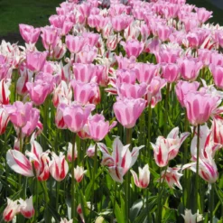 Tulip 'Marilyn' 16 Tulip 'Marilyn' -Cheap Ethereal Yard Store tulip marilyn 5 scaled