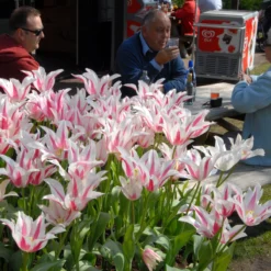 Tulip 'Marilyn' 18 Tulip 'Marilyn' -Cheap Ethereal Yard Store tulip marilyn 7 scaled