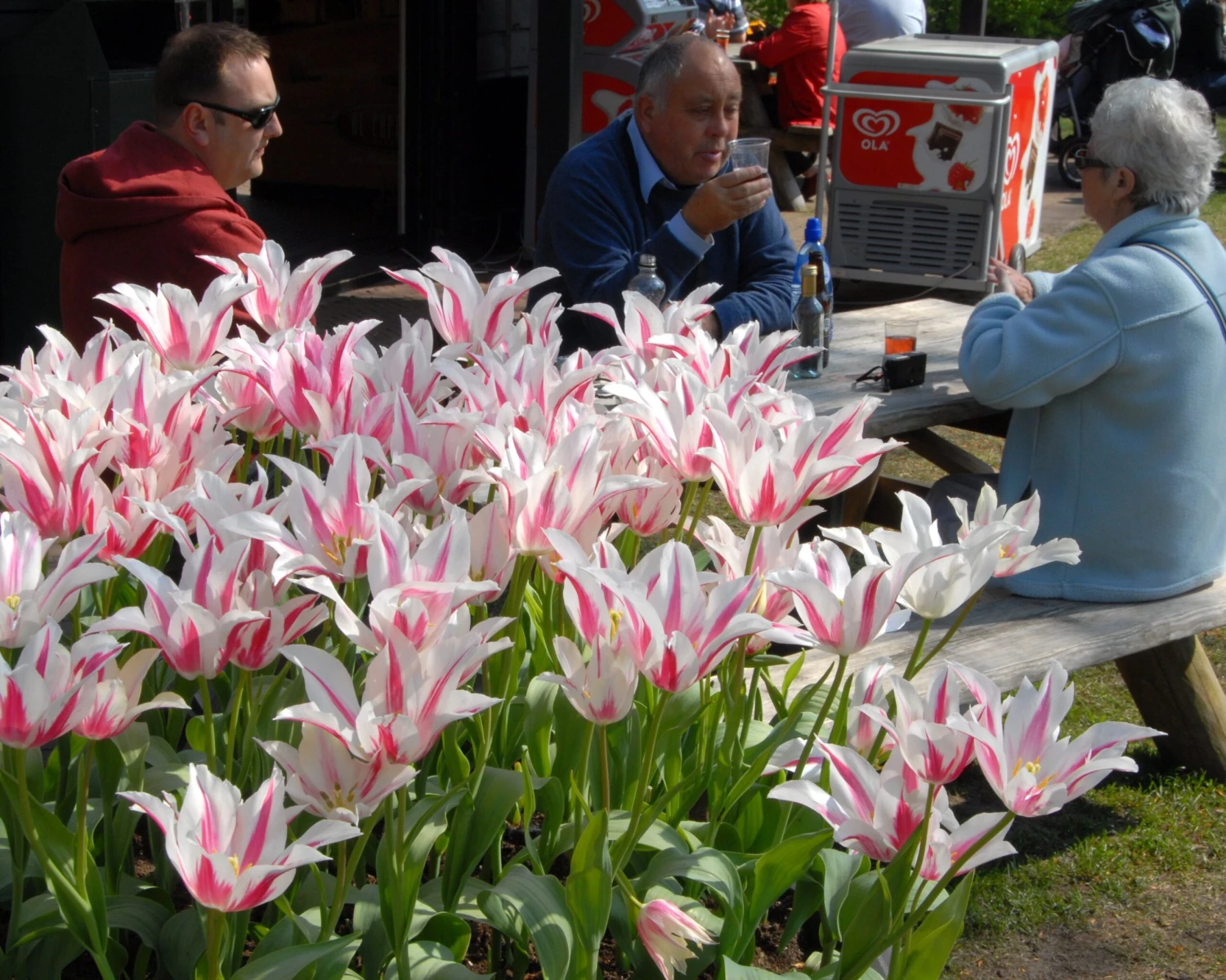 Tulip 'Marilyn' 9 Tulip 'Marilyn' - Image 9
