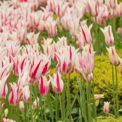 Tulip 'Marilyn' 19 Tulip 'Marilyn' -Cheap Ethereal Yard Store tulip marilyn 8 scaled