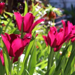Tulip 'Merlot' -Cheap Ethereal Yard Store tulip merlot 0