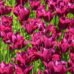 Tulip 'Merlot' -Cheap Ethereal Yard Store tulip merlot 1