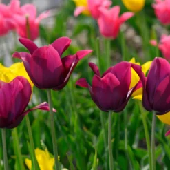 Tulip 'Merlot' -Cheap Ethereal Yard Store tulip merlot 2 scaled
