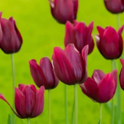 Tulip 'Merlot' -Cheap Ethereal Yard Store tulip merlot 3 scaled