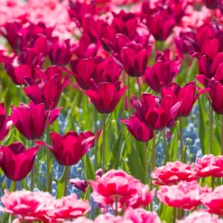 Tulip 'Merlot' -Cheap Ethereal Yard Store tulip merlot 6 scaled