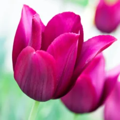 Tulip 'Merlot' -Cheap Ethereal Yard Store tulip merlot 7 scaled