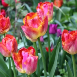 Tulip 'Miami Sunset' -Cheap Ethereal Yard Store tulip miami sunset 0
