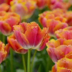 Tulip 'Miami Sunset' -Cheap Ethereal Yard Store tulip miami sunset 2