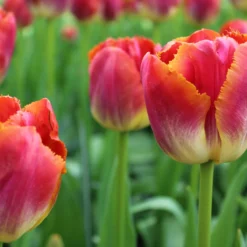 Tulip 'Miami Sunset' -Cheap Ethereal Yard Store tulip miami sunset 3