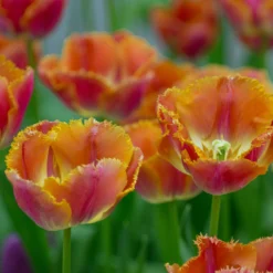 Tulip 'Miami Sunset' -Cheap Ethereal Yard Store tulip miami sunset 5