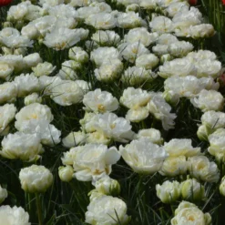 Tulip 'Mount Tacoma' -Cheap Ethereal Yard Store tulip mondial 1