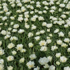 Tulip 'Mount Tacoma' -Cheap Ethereal Yard Store tulip mondial 2