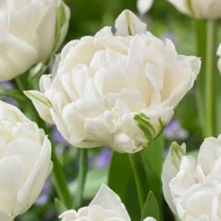 Tulip 'Mount Tacoma'