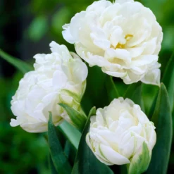 Tulip 'Mount Tacoma' -Cheap Ethereal Yard Store tulip mount tacoma 2