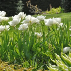 Tulip 'Mount Tacoma' -Cheap Ethereal Yard Store tulip mount tacoma 2 c0b8241a 31ad 404d 818e fcd6ed25ae0c scaled
