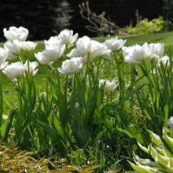 Tulip 'Mount Tacoma' -Cheap Ethereal Yard Store tulip mount tacoma 3