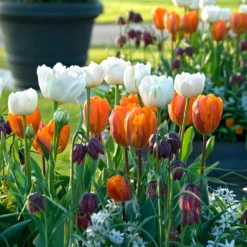 Tulip 'Mount Tacoma' -Cheap Ethereal Yard Store tulip mount tacoma 4