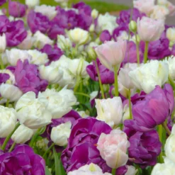 Tulip 'Mount Tacoma' -Cheap Ethereal Yard Store tulip mount tacoma 5 scaled