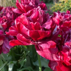 Tulip 'Nachtwacht' 12 Tulip 'Nachtwacht' -Cheap Ethereal Yard Store tulip nachtwacht 0 scaled