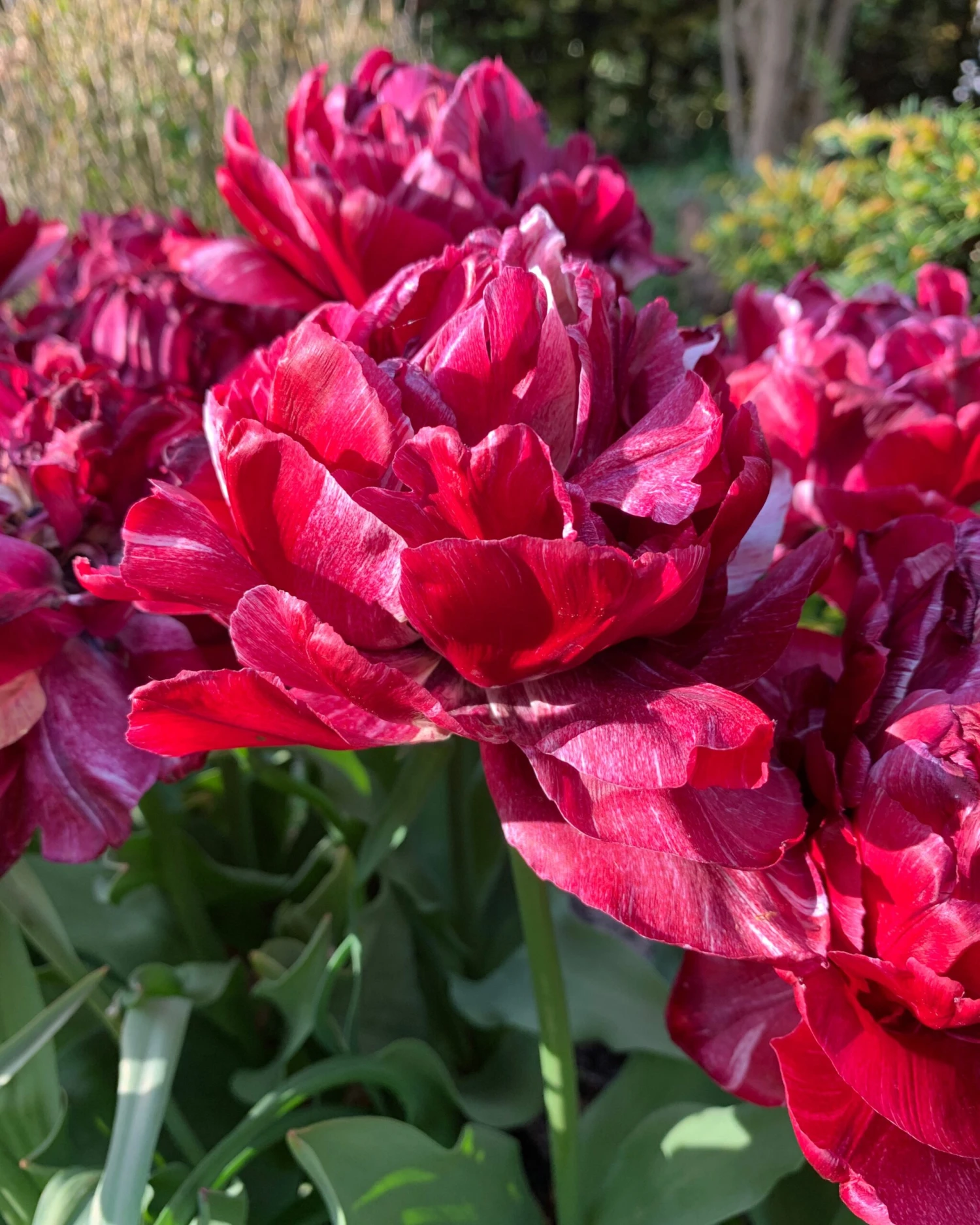 Tulip 'Nachtwacht' 3 Tulip 'Nachtwacht' - Image 3