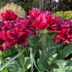 Tulip 'Nachtwacht' 16 Tulip 'Nachtwacht' -Cheap Ethereal Yard Store tulip nachtwacht 01 scaled